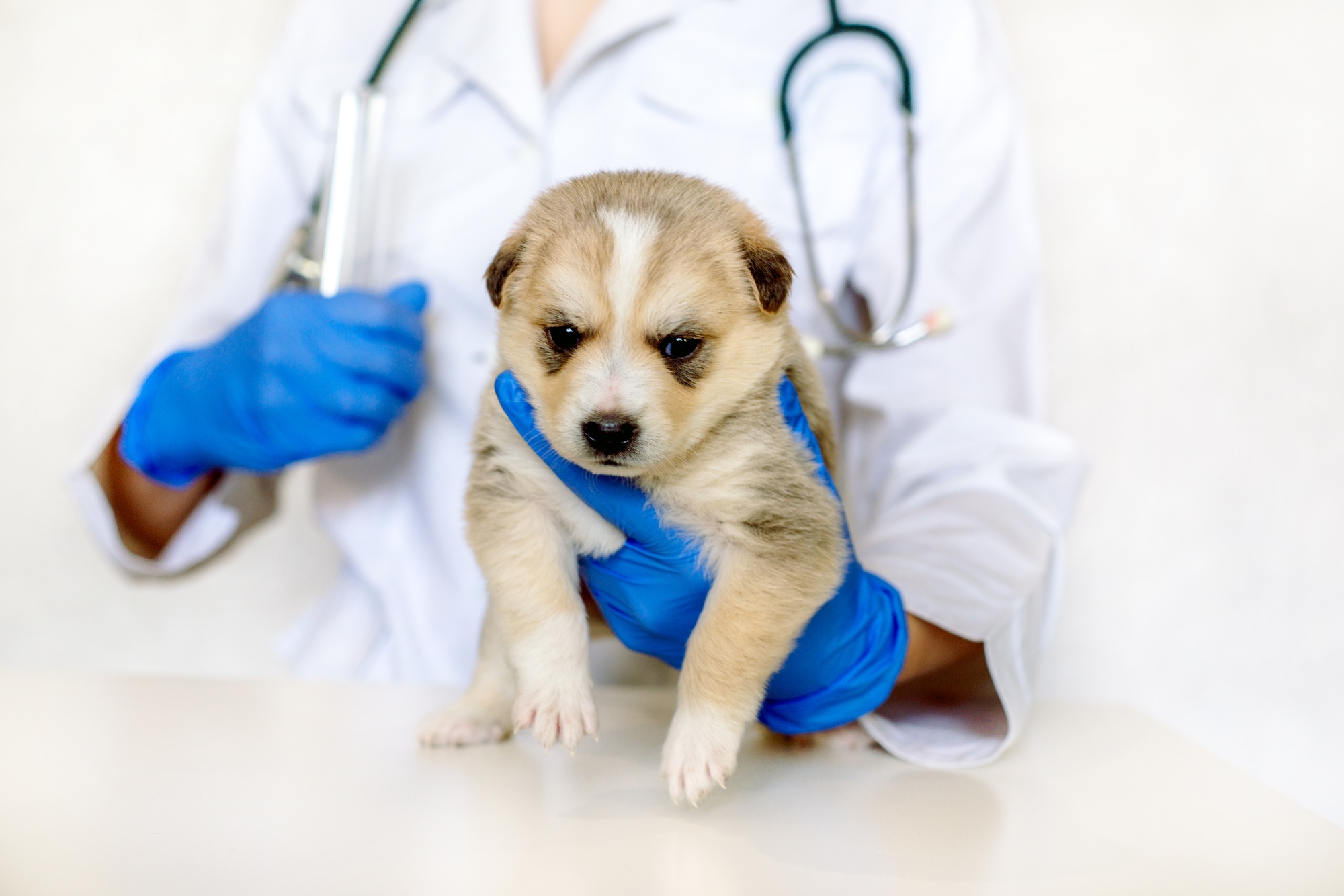a person holding a puppy
